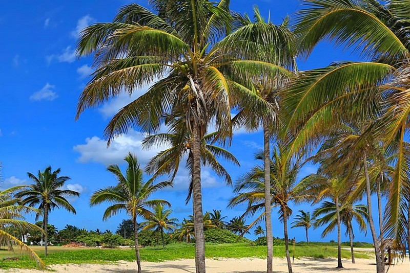 Playa Pesquero Beach Palm Trees