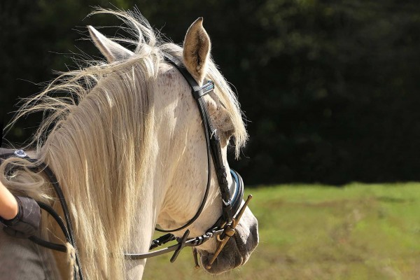 A Horse Ride to Parque Cubano
